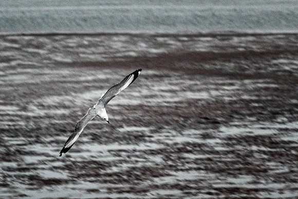 Kelp Gull