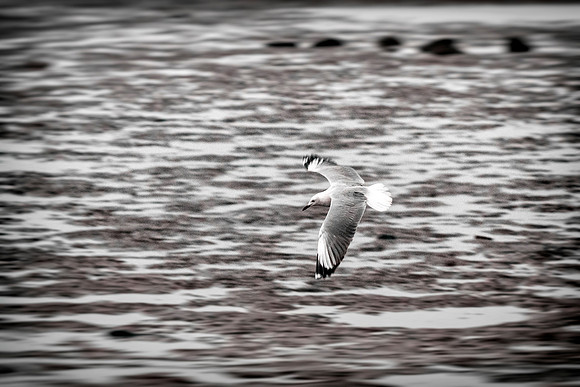 Kelp Gull