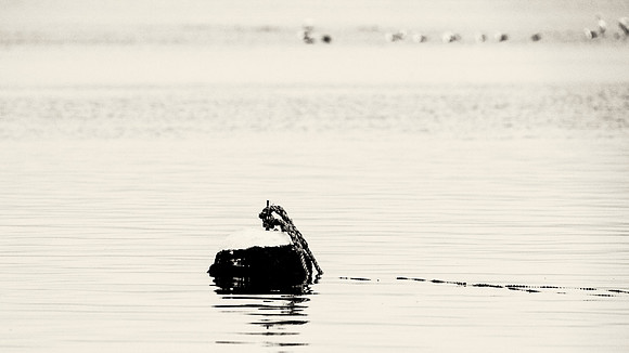 Buoy