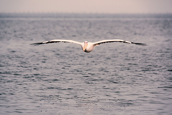 Pelican