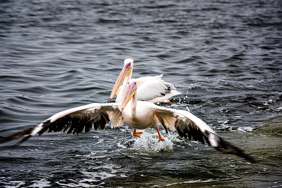 Pelicans