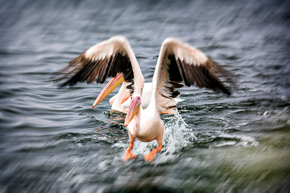 Pelicans