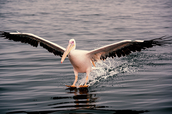 Pelican