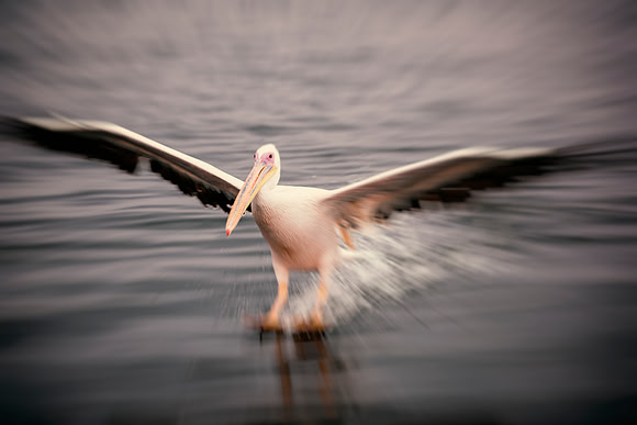 Pelican