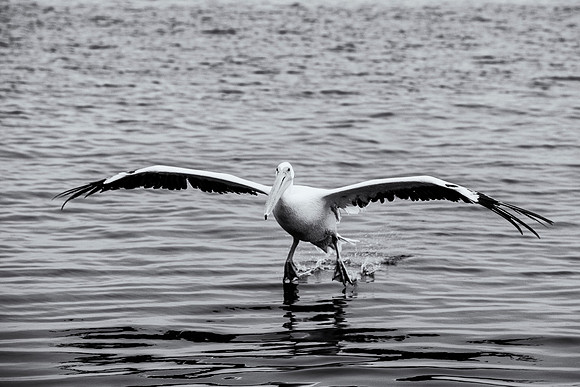Pelican