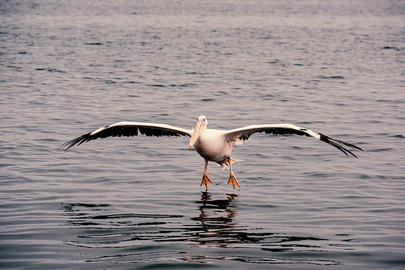Pelican