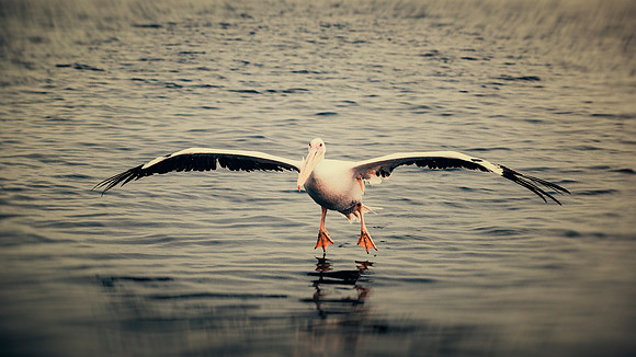 Pelican