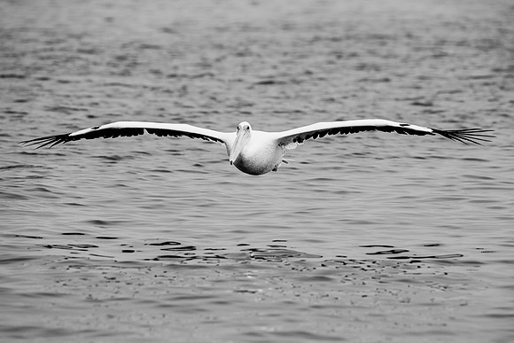 Pelican