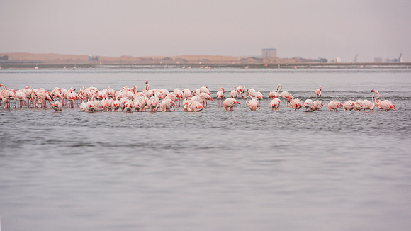 Flamingos