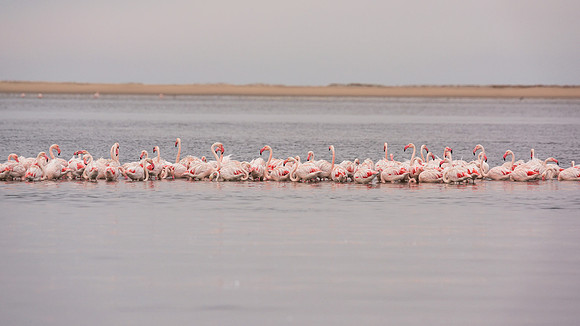 Flamingos