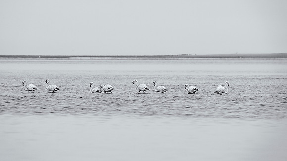 Flamingos