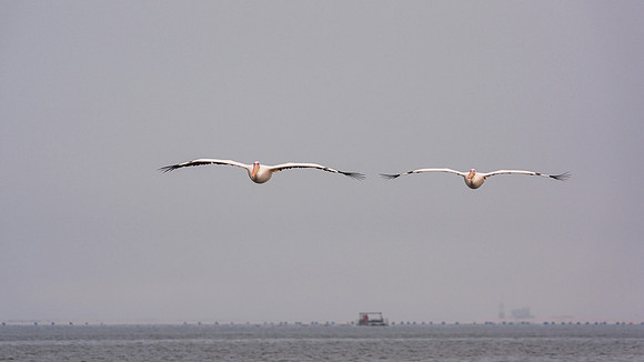 Pelican