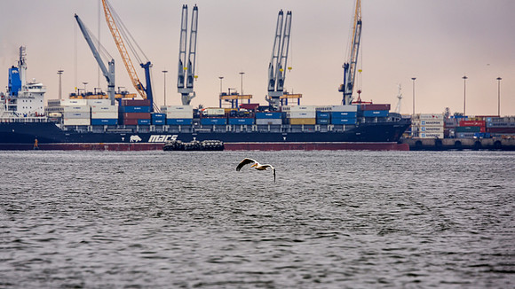 Pelican