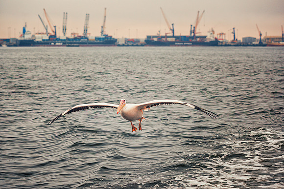 Pelican