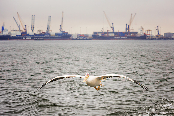 Pelican