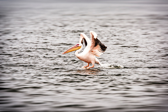 Pelican