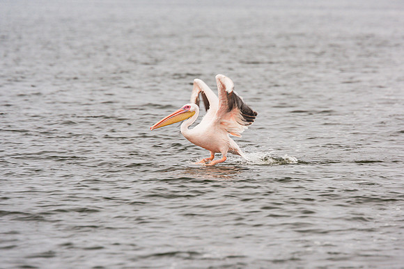 Pelican