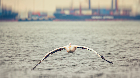 Pelican