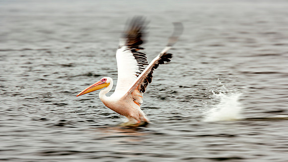 Pelican