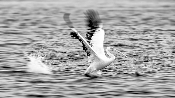 Pelican