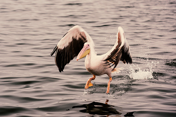 Pelican