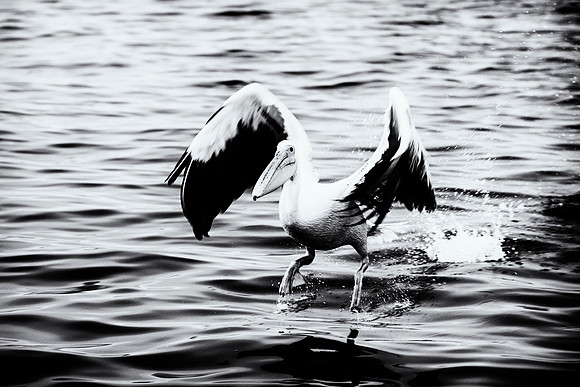 Pelican