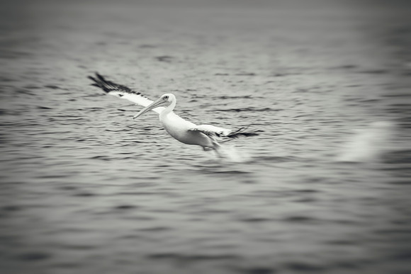 Pelican
