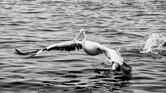 Pelican
