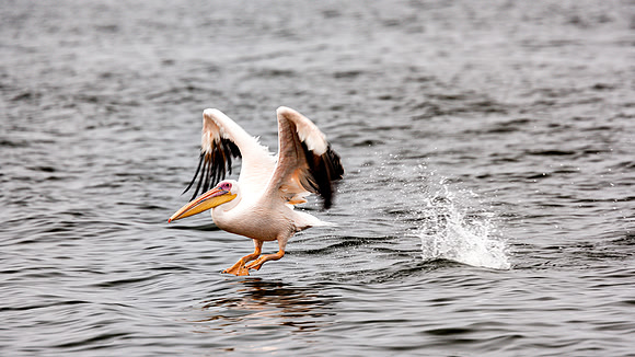 Pelican