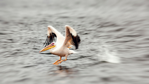 Pelican