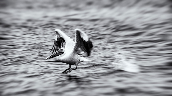 Pelican