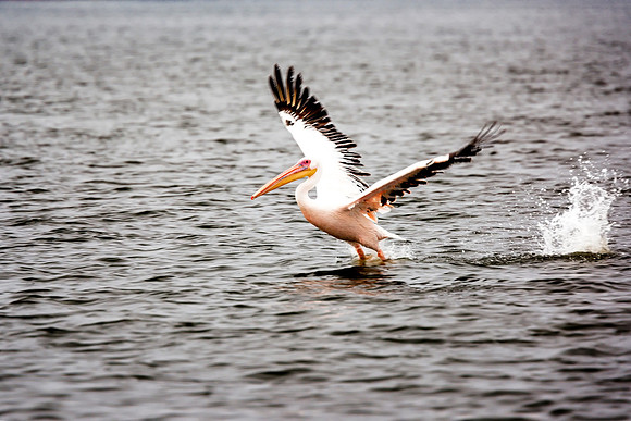Pelican