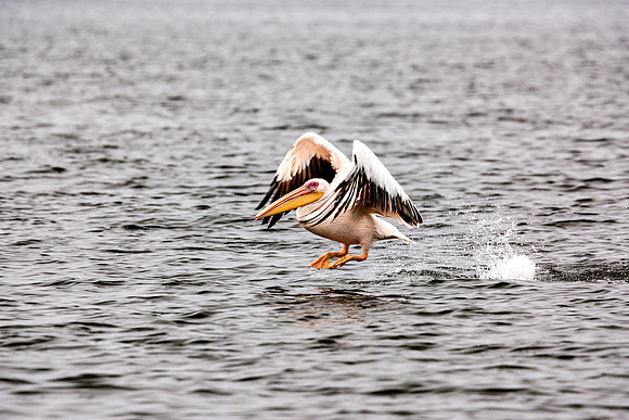 Pelican
