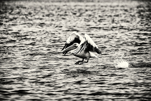 Pelican