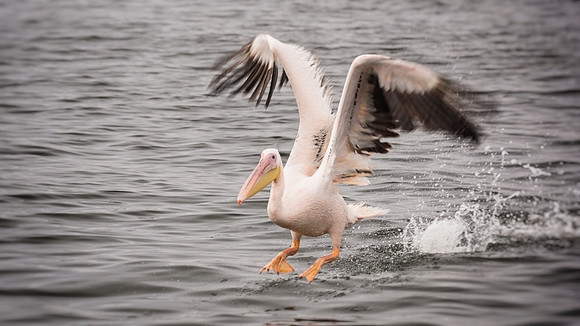 Pelican