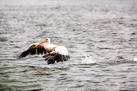 Pelican