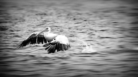 Pelican