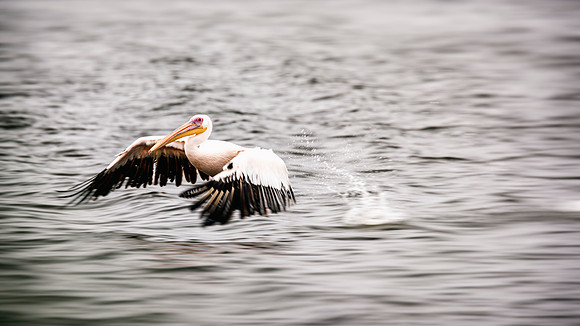 Pelican