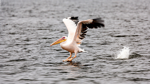 Pelican