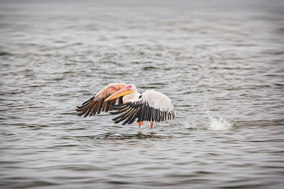 Pelican