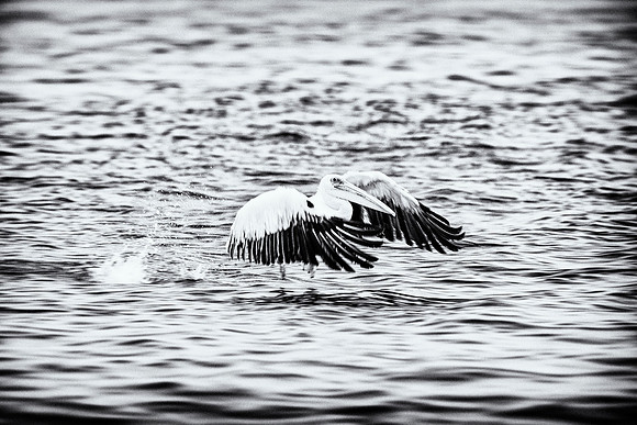 Pelican