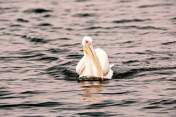 Pelican