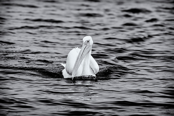 Pelican