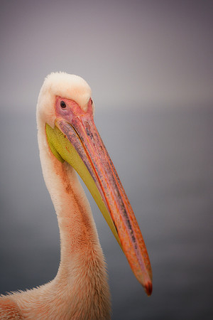Pelican