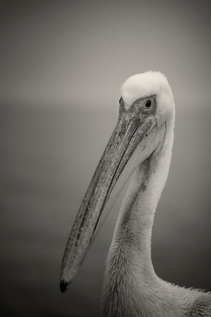 Pelican