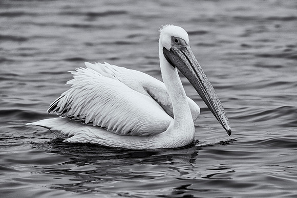 Pelican