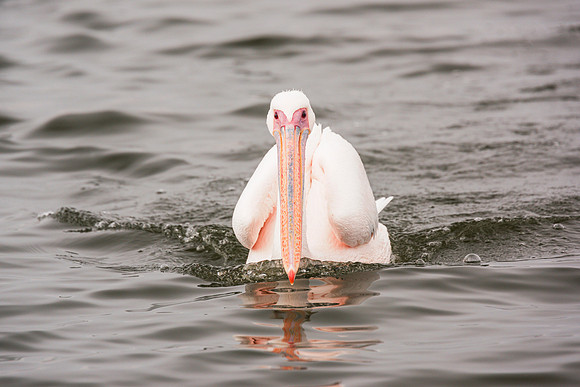 Pelican