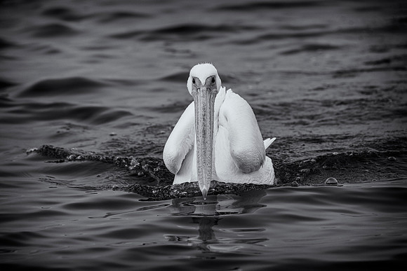 Pelican