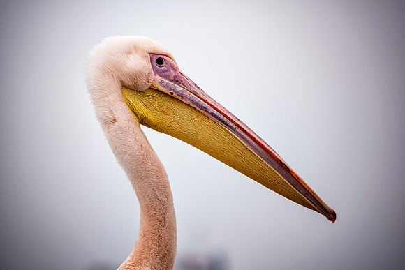 Pelican