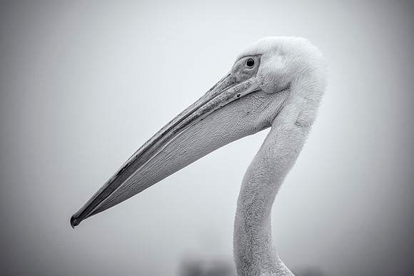 Pelican